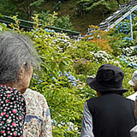 【あじさいドライブ】